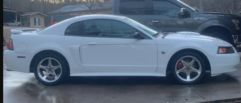 mustang maybe 2.jpeg